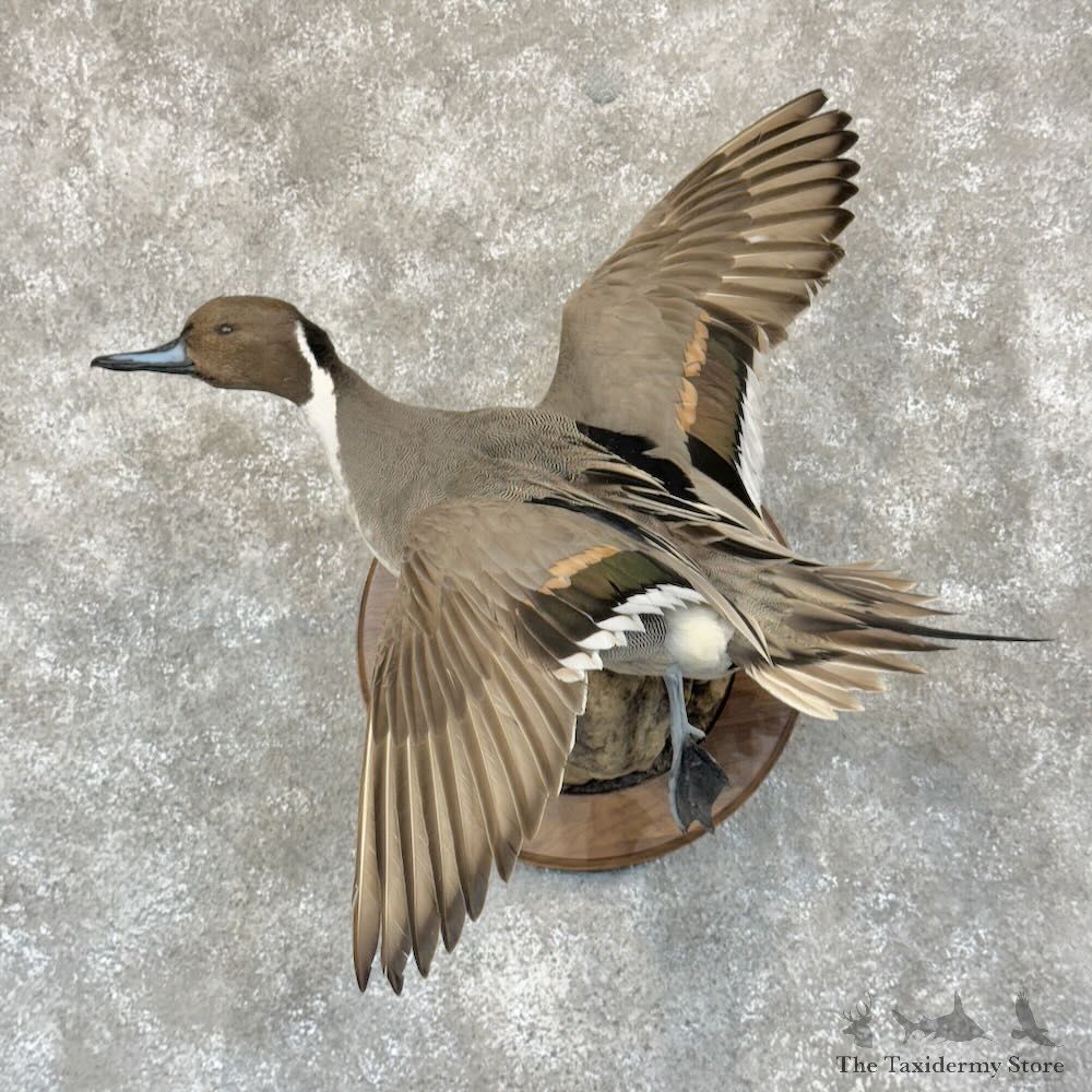 Northern Pintail Duck Bird Mount For Sale #28770 @ The Taxidermy Store