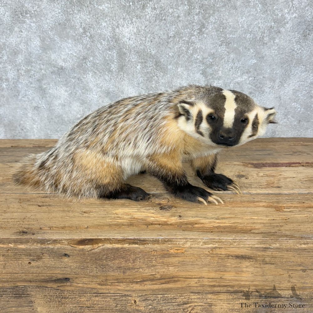 American Badger Life-Size Mount For Sale #29362 @ The Taxidermy Store