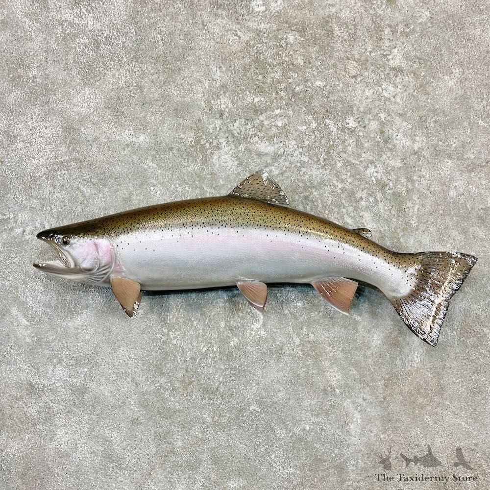 Rainbow Trout Fish Mount For Sale #27264 @ The Taxidermy Store
