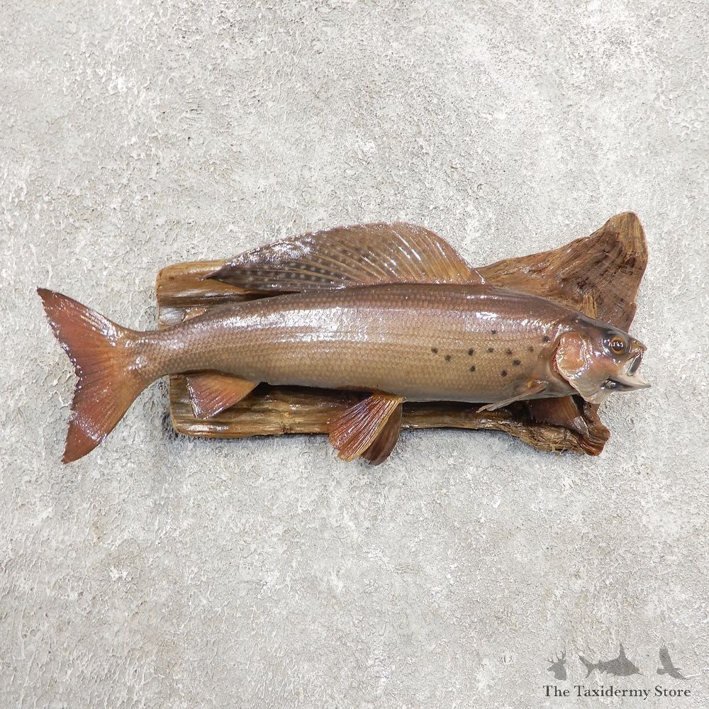 Arctic Grayling Fish Mount For Sale #20907 @ The Taxidermy Store