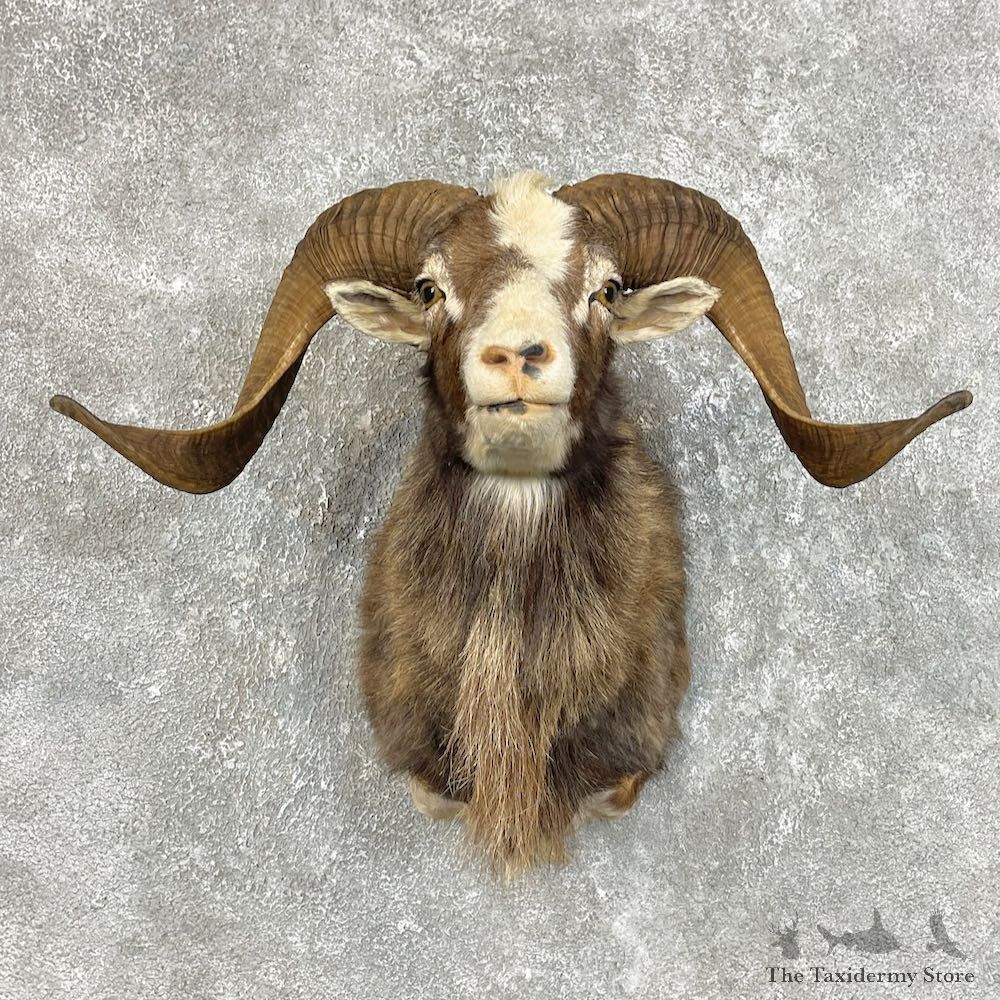 Painted Desert Ram Mount For Sale #25741 - The Taxidermy Store
