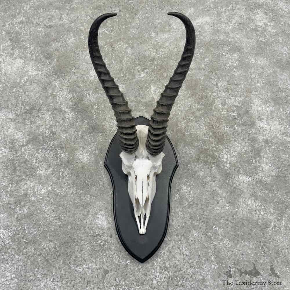 South African Springbok Skull & Horns European Mount For Sale #32174 @ The Taxidermy Store