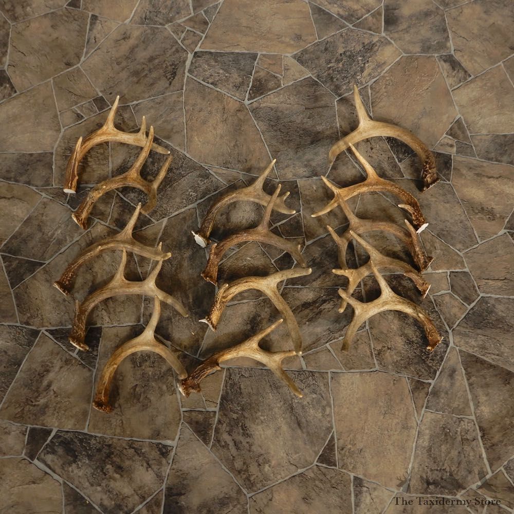 Whitetail Deer Antler Craft Pack For Sale #21327 @ The Taxidermy Store