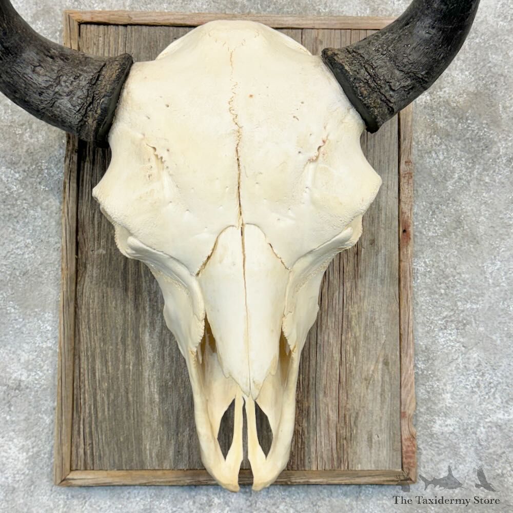 Buffalo Bison Skull Mount For Sale #29038 @ The Taxidermy Store