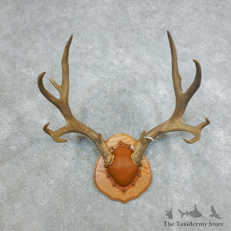 Mule Deer Taxidermy Antler Plaque #18421 For Sale @ The Taxidermy Store