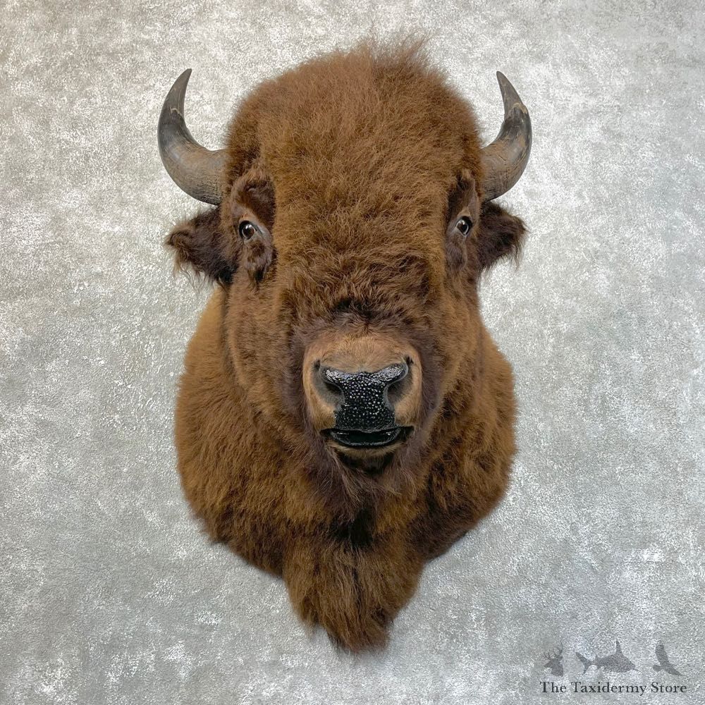 American Buffalo Shoulder Taxidermy Mount For Sale #24639 @ The Taxidermy Store