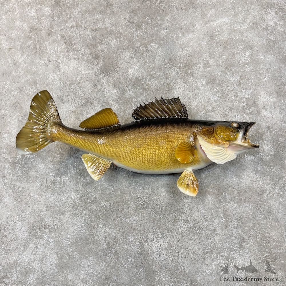 Walleye Fish Mount For Sale #29883 @ The Taxidermy Store