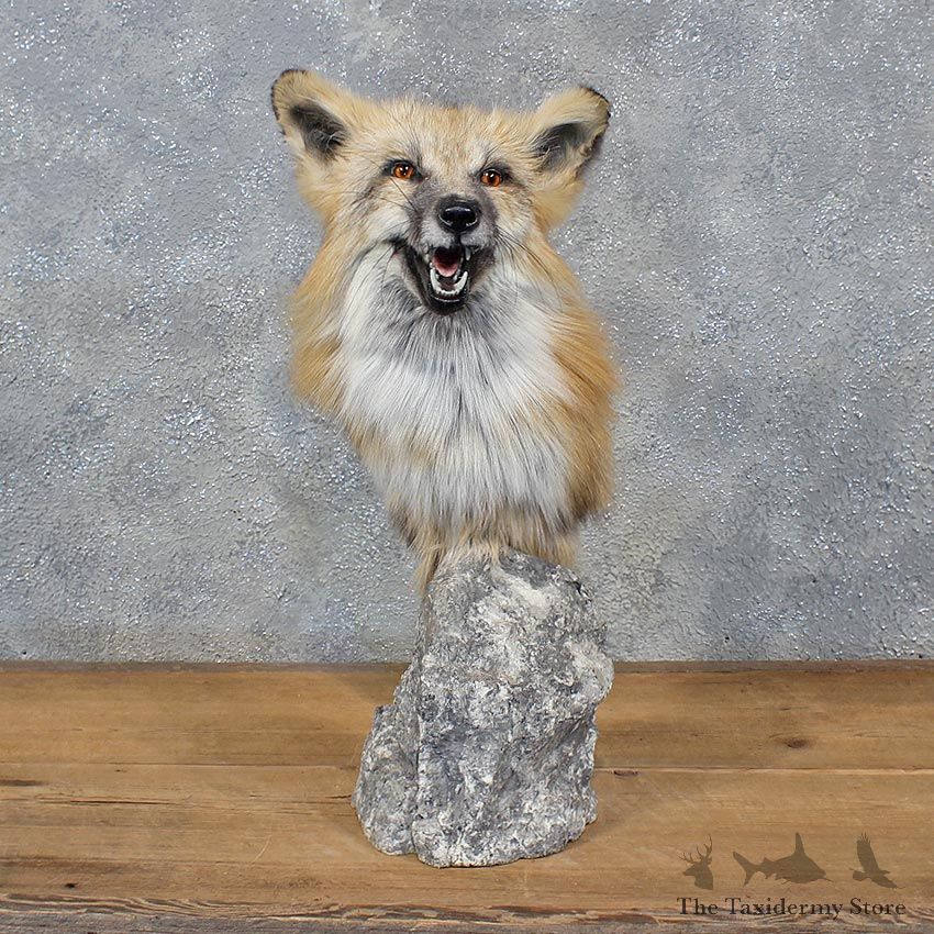 Red Fox Pedestal Mount #10767 For Sale @ The Taxidermy Store