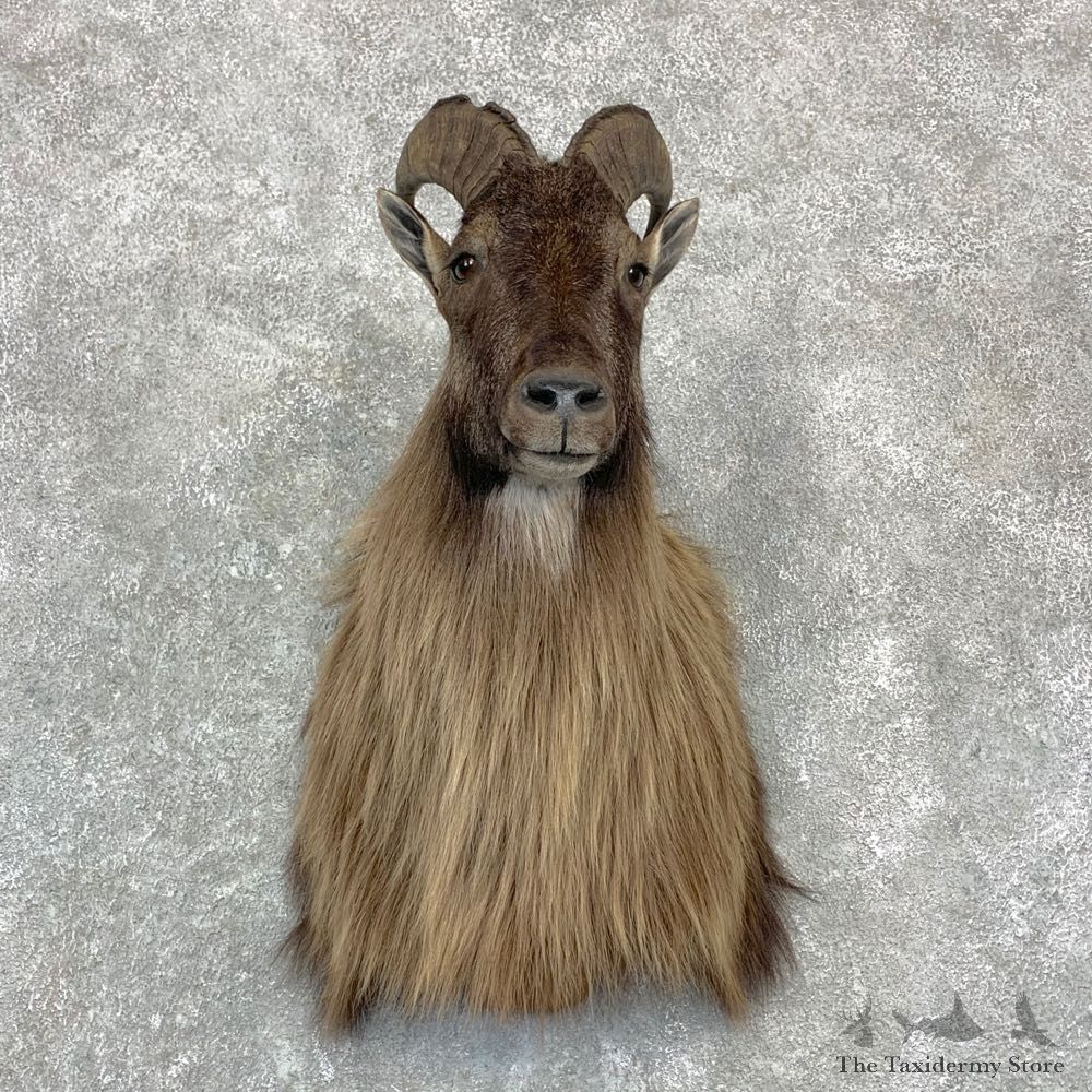 Himalayan Tahr Taxidermy Shoulder Mount #23141 For Sale @ The Taxidermy Store