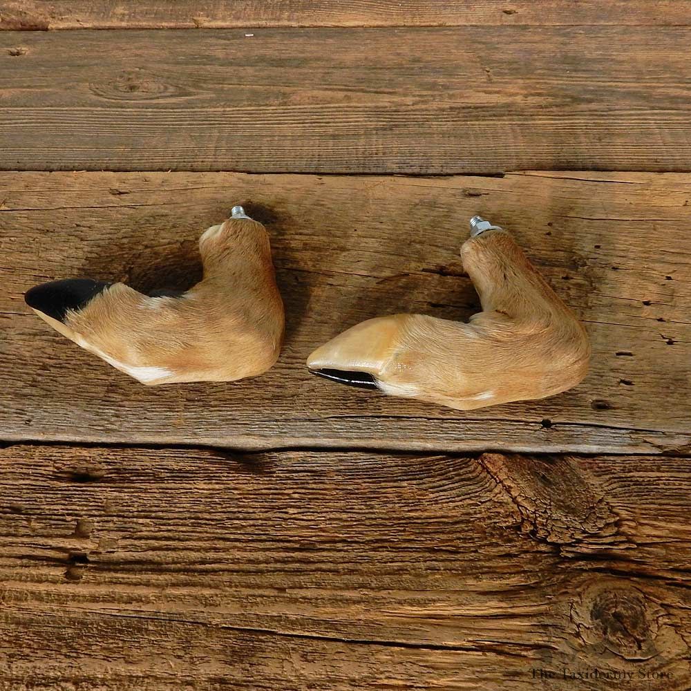 Whitetail Deer Foot Set For Sale #14979 @ The Taxidermy Store