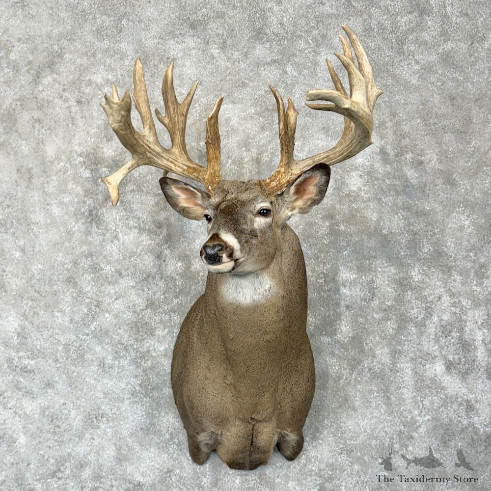 Whitetail Deer Shoulder Mount For Sale #29284 - The Taxidermy Store