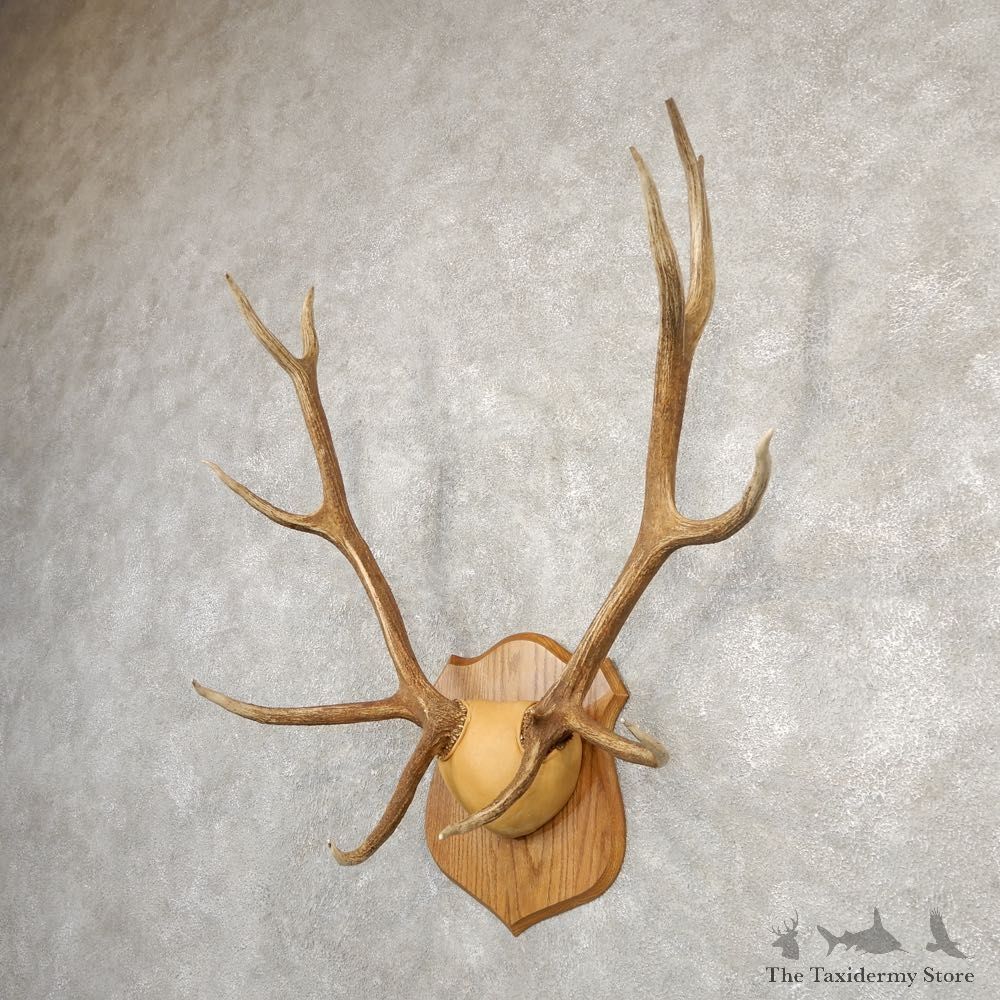 Rocky Mountain Elk Plaque Mount For Sale #20669 @ The Taxidermy Store