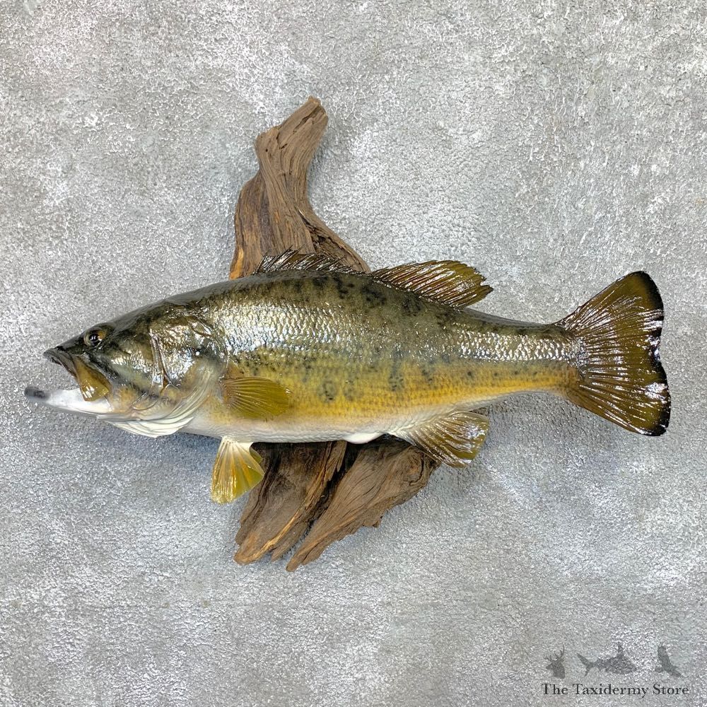 Largemouth Bass Fish Mount For Sale #23671 @ The Taxidermy Store