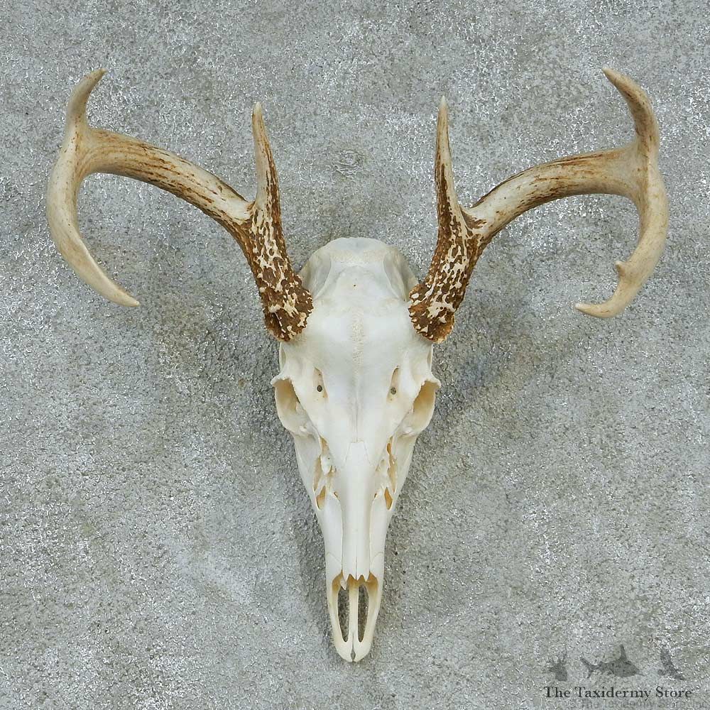 Whitetail Skull & Antlers Taxidermy Mount #13251 For Sale @ The Taxidermy Store