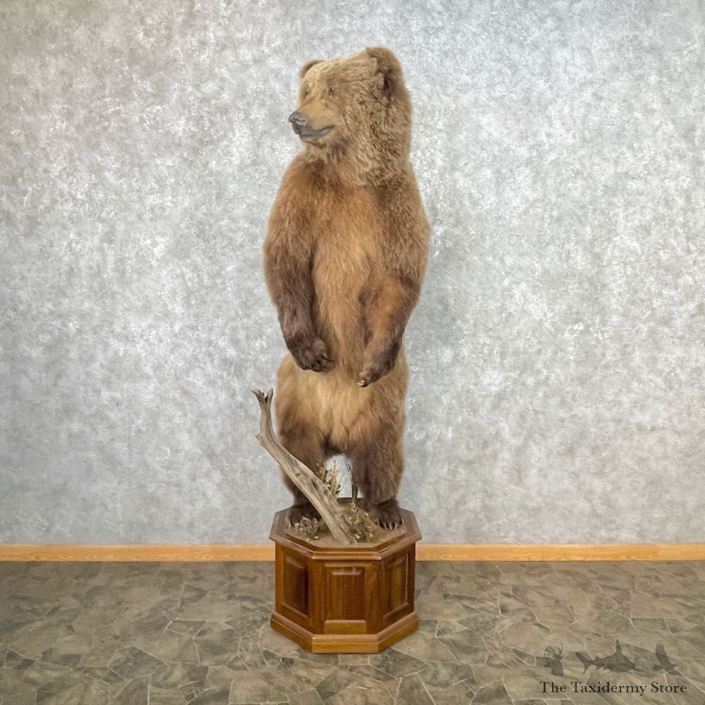 Grizzly Bear Life-Size Mount For Sale #26750 @ The Taxidermy Store