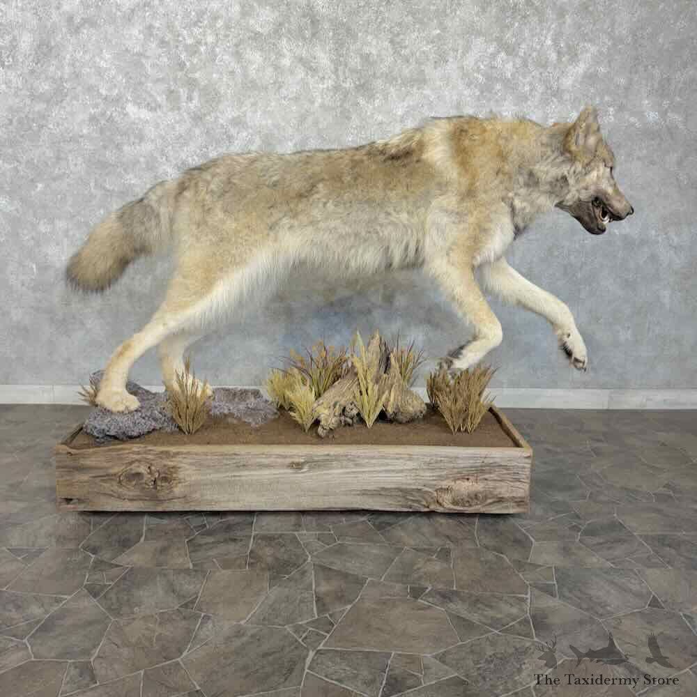 Canadian Grey Wolf Life Size Mount For Sale #31784 @ The Taxidermy Store