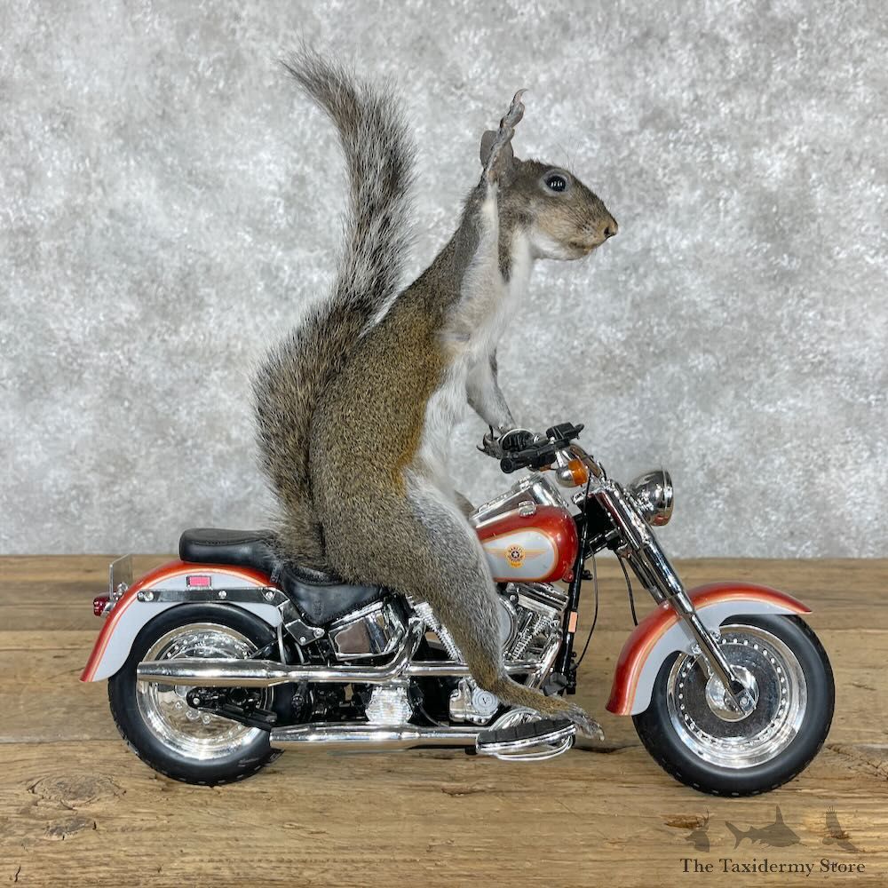 Novelty Grey Squirrel Mount For Sale #28367 @ The Taxidermy Store