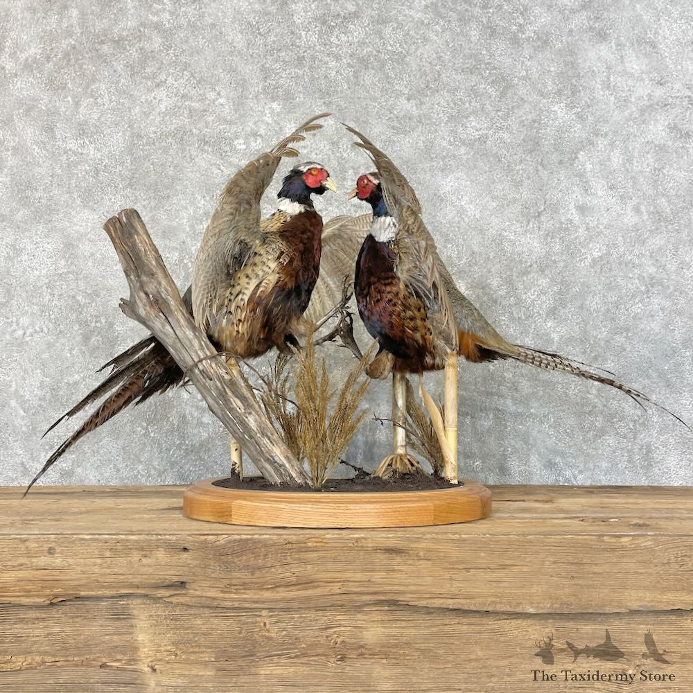 Ringneck Pheasant Bird Mount For Sale #27608 @ The Taxidermy Store
