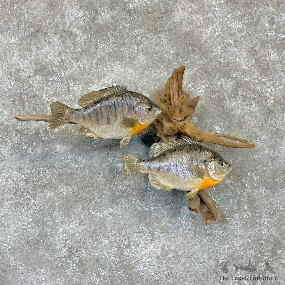 Bluegill Pair Fish Mount For Sale #28312 @ The Taxidermy Store