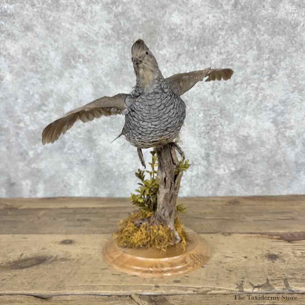Scaled Quail Bird Mount For Sale #32037 @ The Taxidermy Store