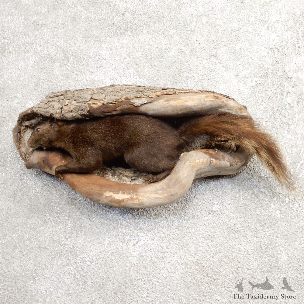 Black Squirrel Life-Size Mount For Sale #21024 @ The Taxidermy Store