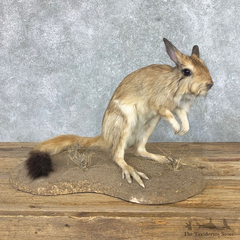 Springhare Taxidermy Mount #22152 For Sale @ The Taxidermy Store