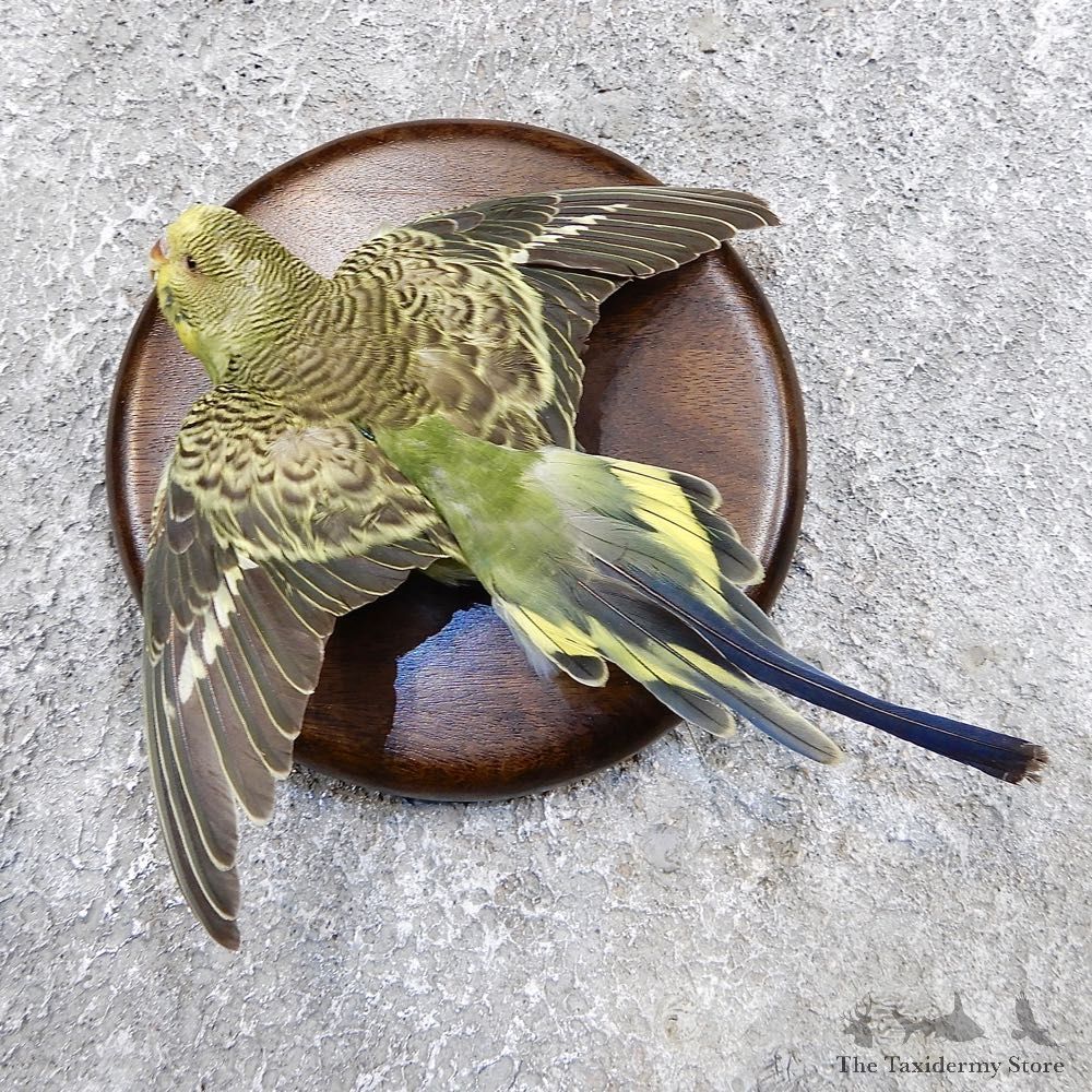 Parakeet Bird Mount For Sale #18588 @ The Taxidermy Store
