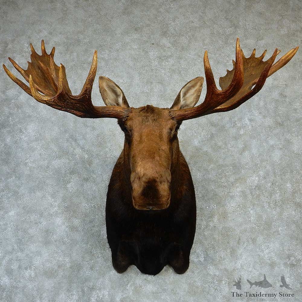 Alaskan Moose Shoulder Taxidermy Mount #13282 For Sale @ The Taxidermy Store