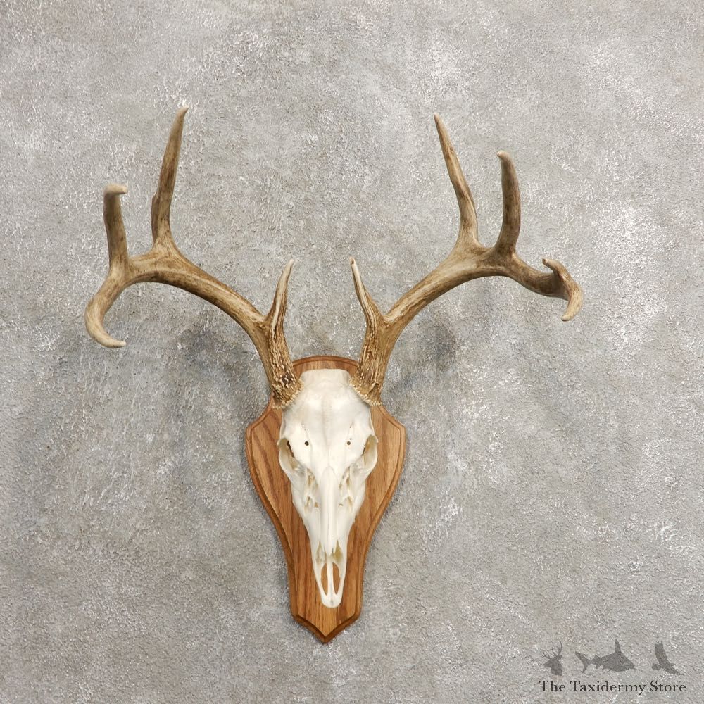 Whitetail Deer Skull European Mount For Sale #20464 @ The Taxidermy Store