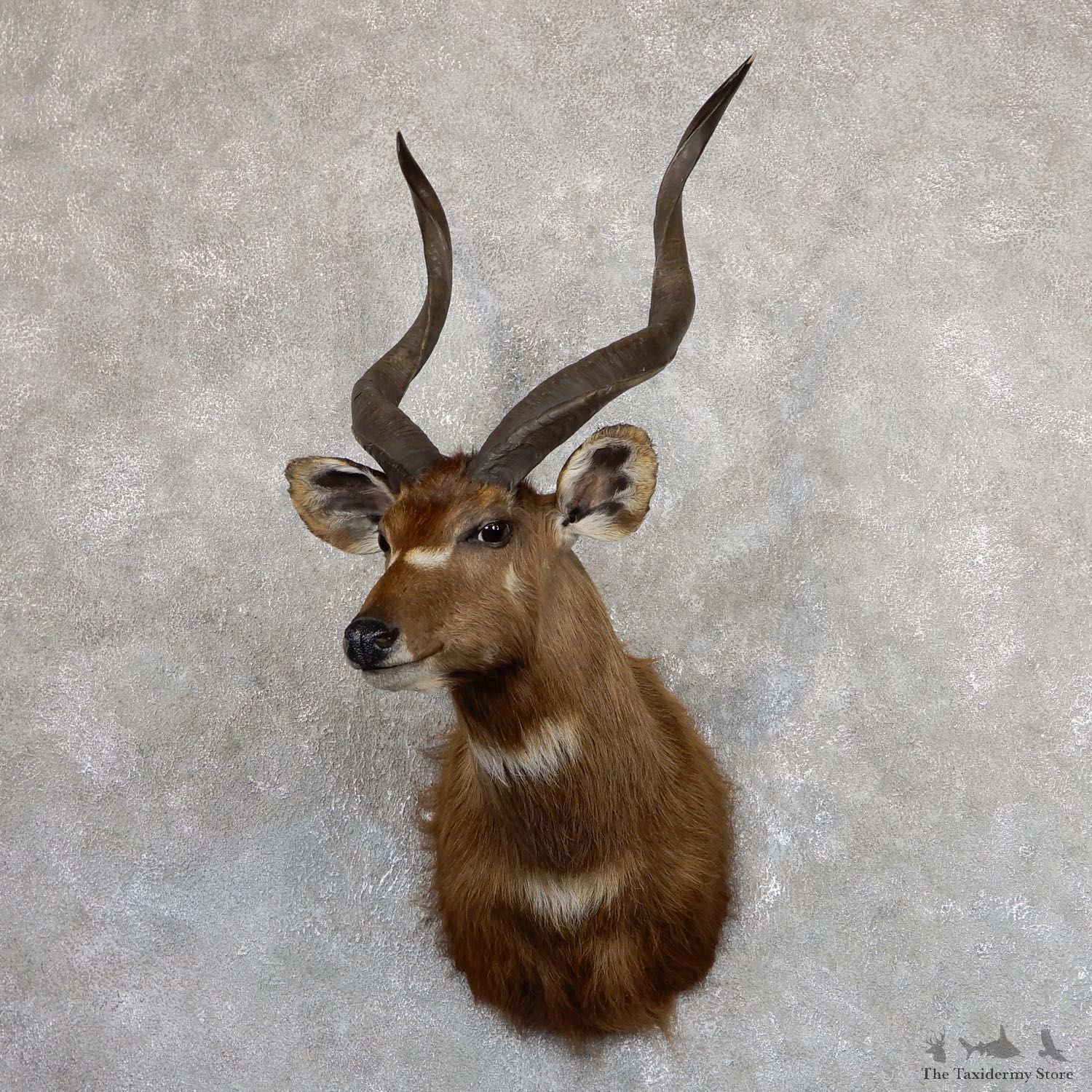 African Sitatunga Shoulder Mount #19632 For Sale @ The Taxidermy Store