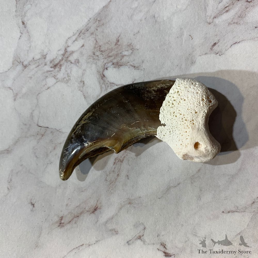 Polar Bear Claw Taxidermy For Sale #20648 - The Taxidermy Store