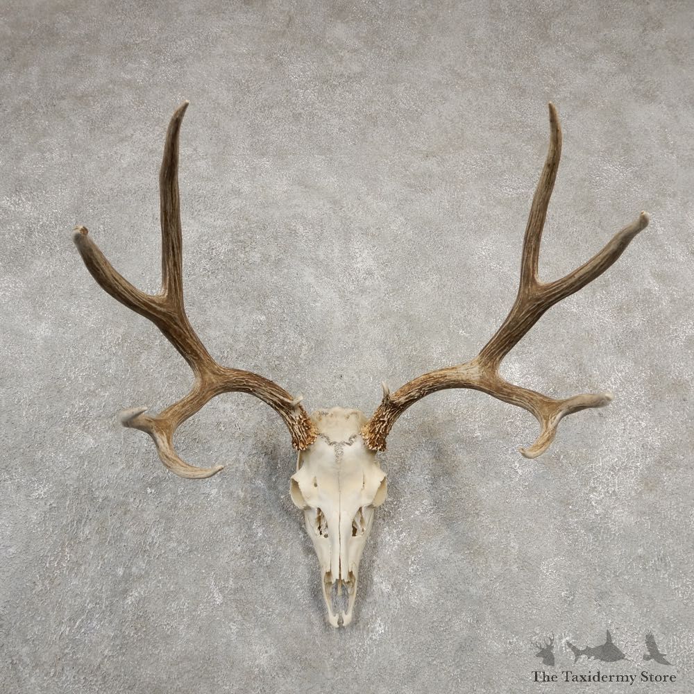 Mule Deer Skull European Mount For Sale #20549 @ The Taxidermy Store