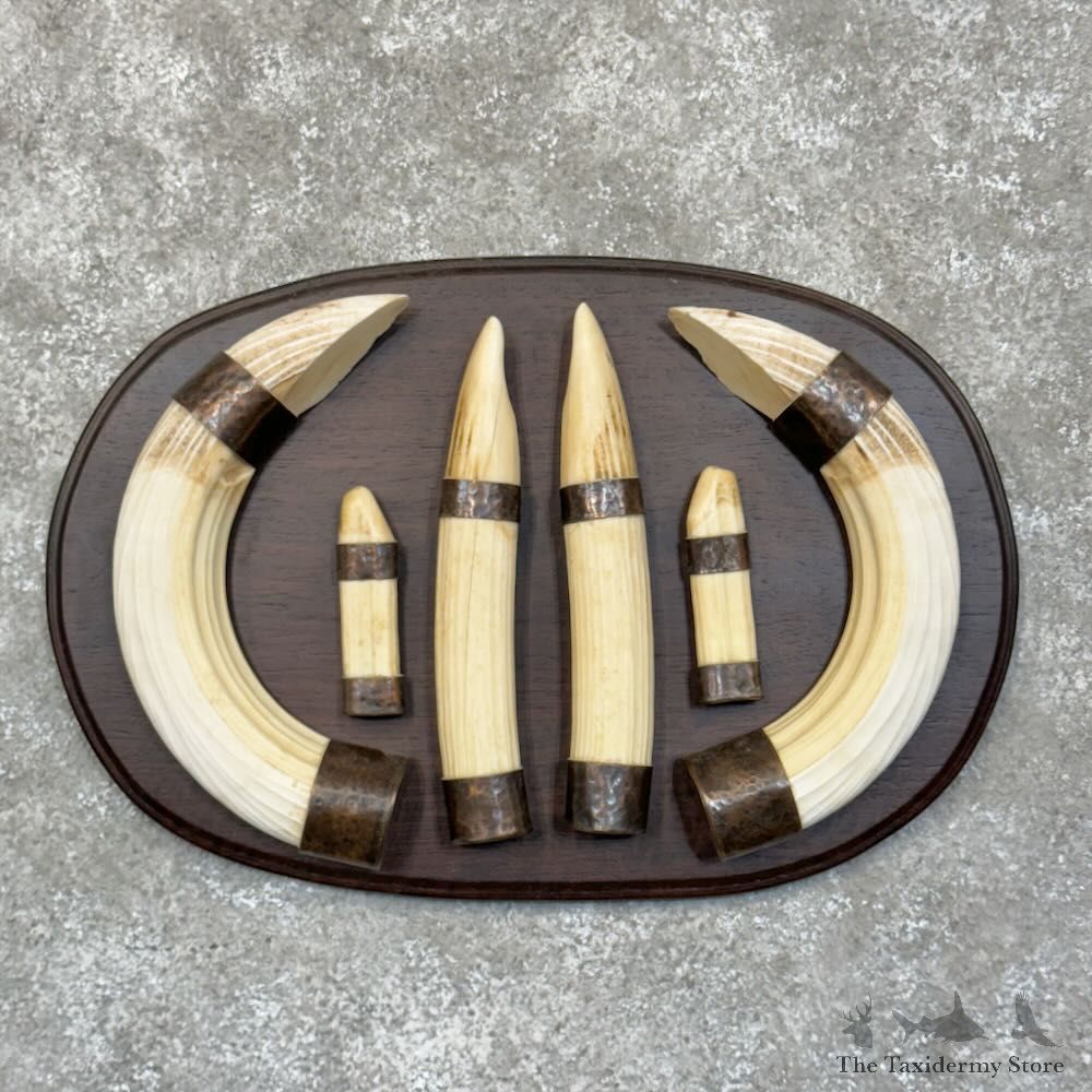 Hippopotamus Tooth Set Safari Decor For Sale #28905 @ The Taxidermy Store
