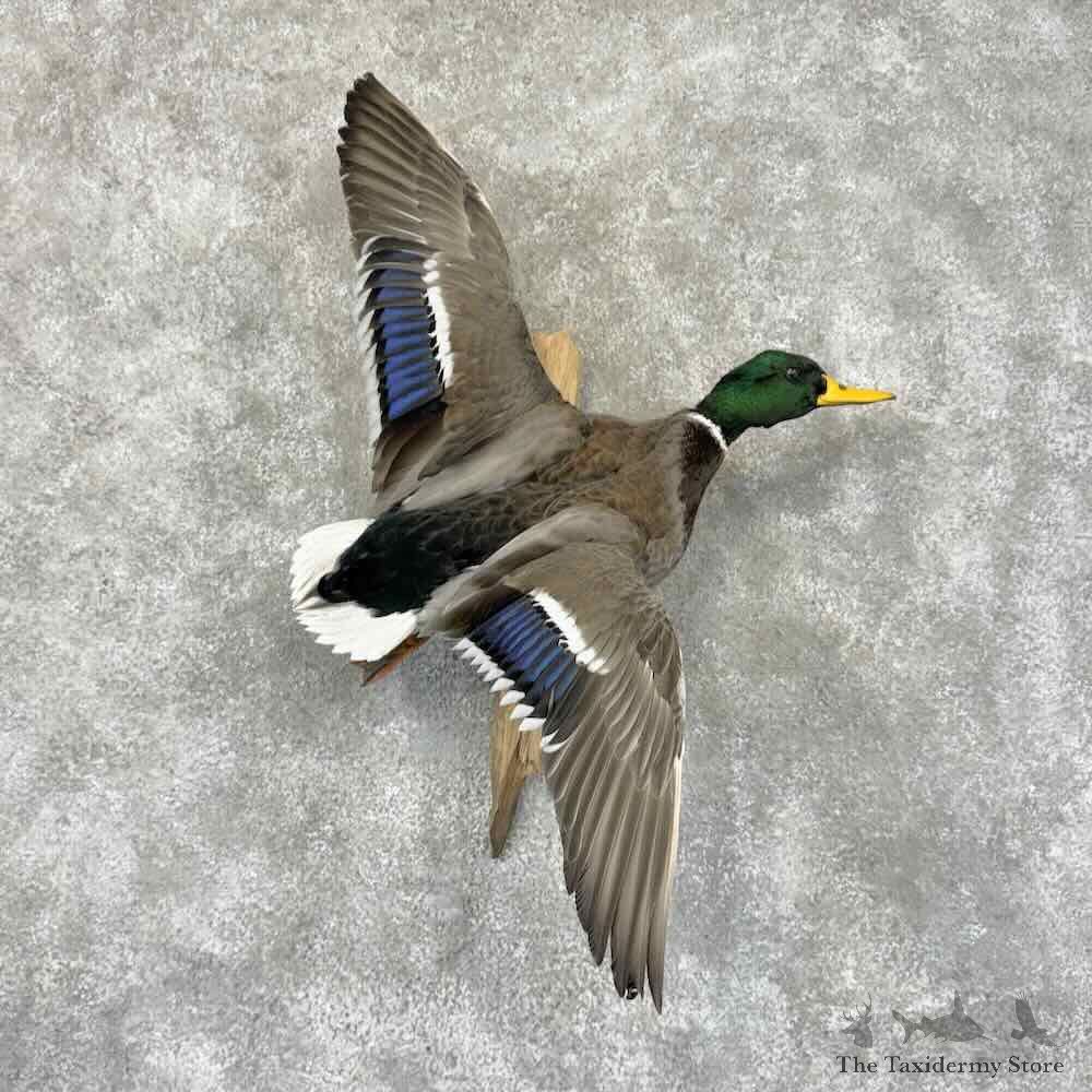 Mallard Duck Drake Bird Mount For Sale #31938 @ The Taxidermy Store