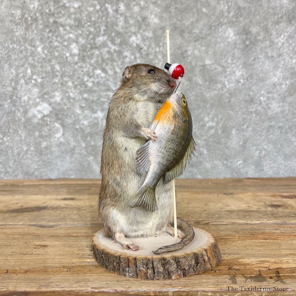 Fishing Rat Novelty Mount For Sale #26640 @ The Taxidermy Store