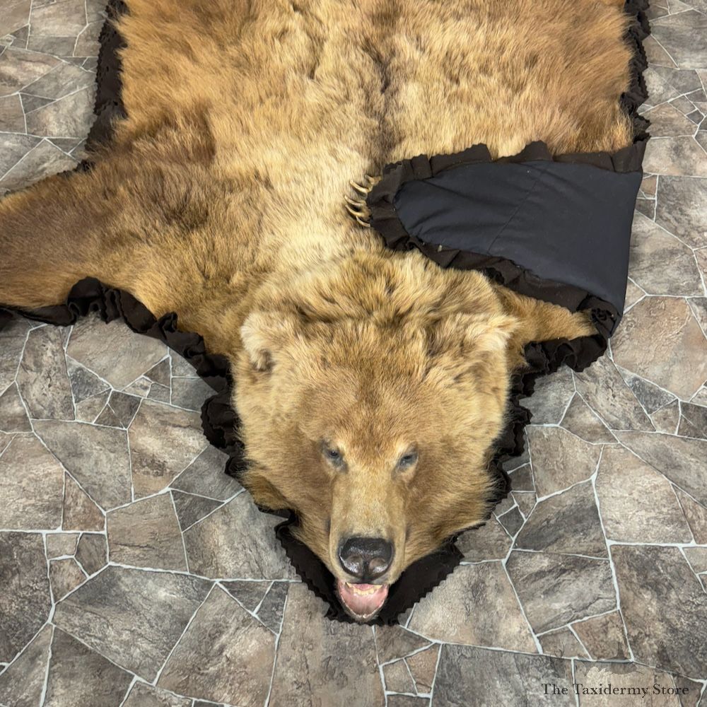 Grizzly Bear Full Size Rug Mount For Sale #29315 @ The Taxidermy Store
