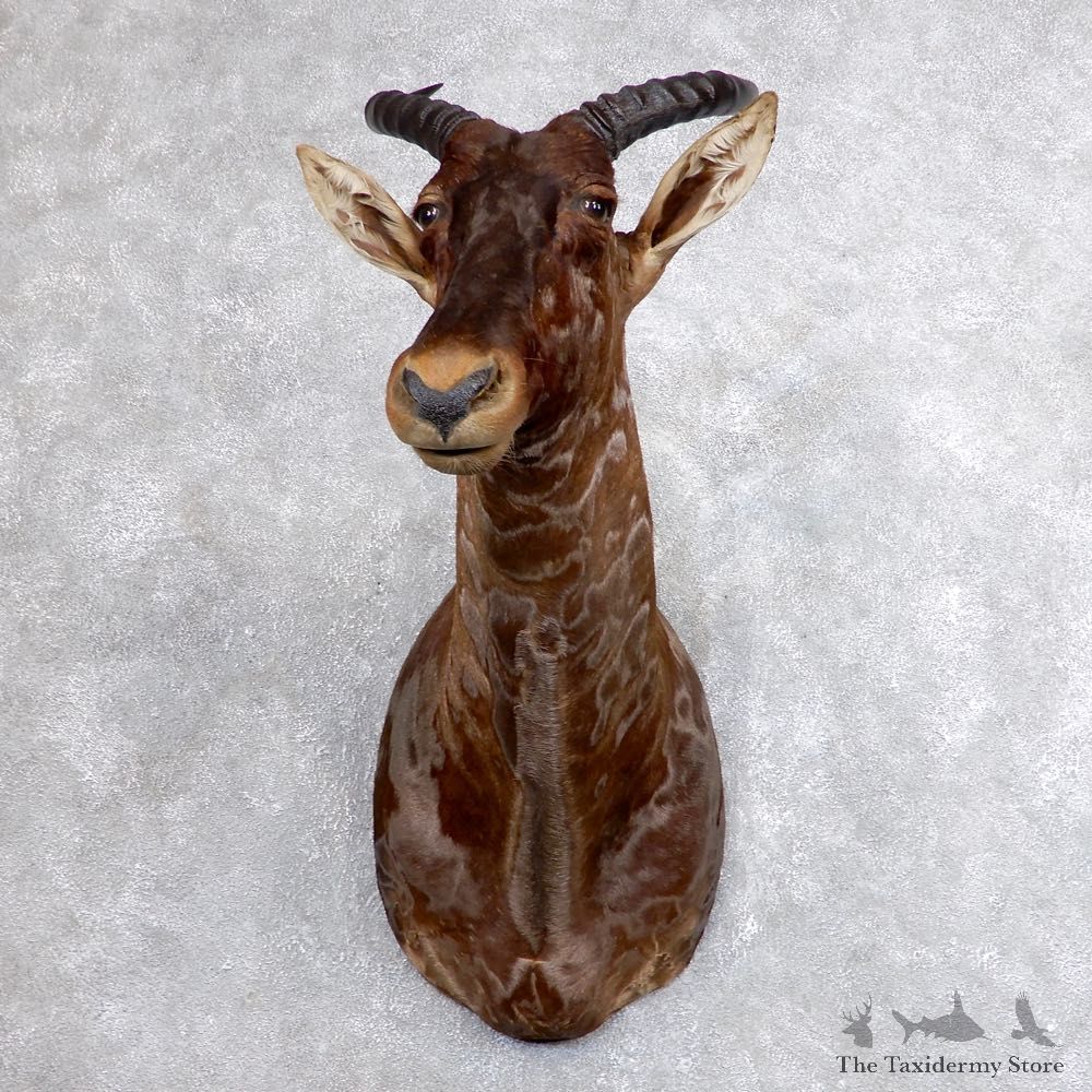 African Tsessebe Shoulder Mount #18614 For Sale @ The Taxidermy Store