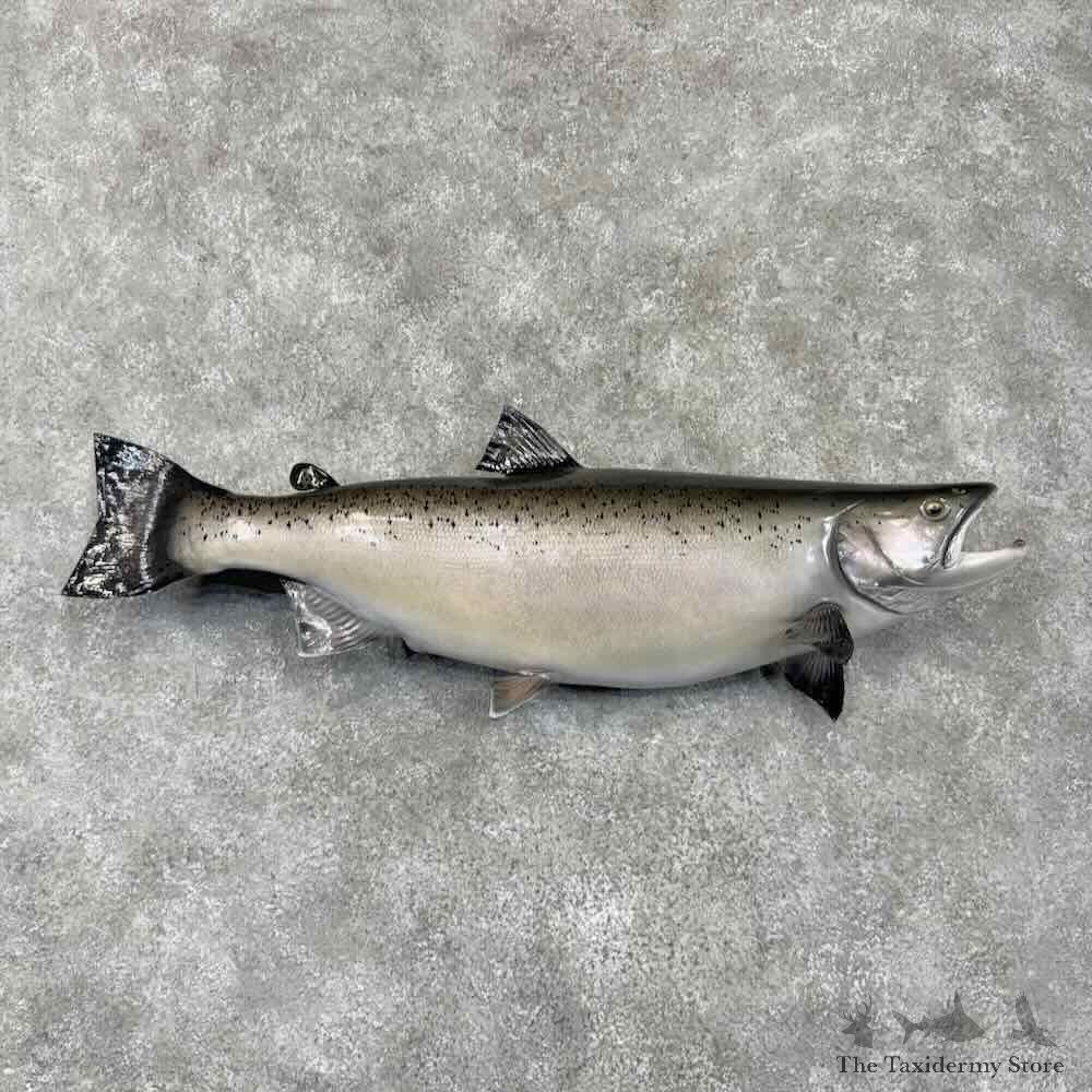 Coho Salmon Fish Mount For Sale #31680 @ The Taxidermy Store