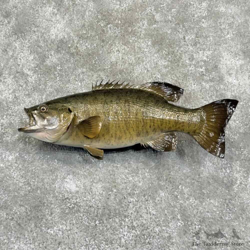 Smallmouth Bass Fish Mount For Sale #31058 @ The Taxidermy Store