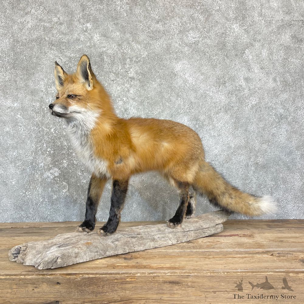 Red Fox Life-Size Mount For Sale #26425 @ The Taxidermy Store