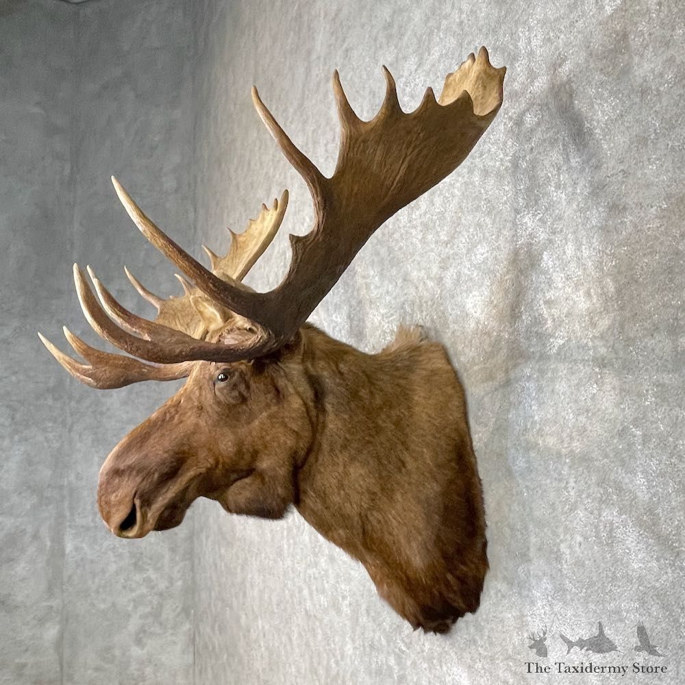 Alaskan Yukon Moose Shoulder Mount For Sale #25394 @ The Taxidermy Store