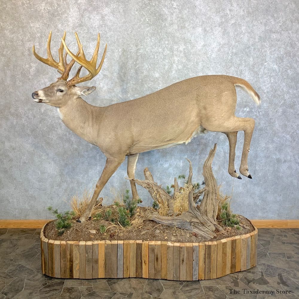Whitetail Deer Life Size Taxidermy Mount #23538 For Sale @ The Taxidermy Store