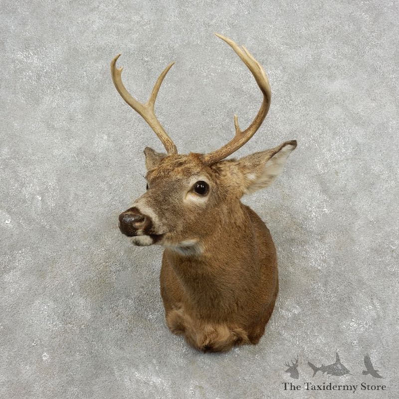 Whitetail Deer Shoulder Mount For Sale #17406 @ The Taxidermy Store