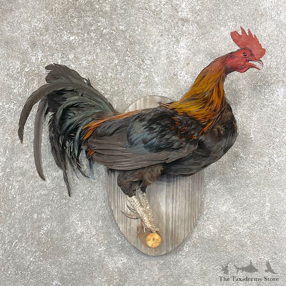 Domestic Chicken Rooster Bird Mount For Sale #24772 @ The Taxidermy Store