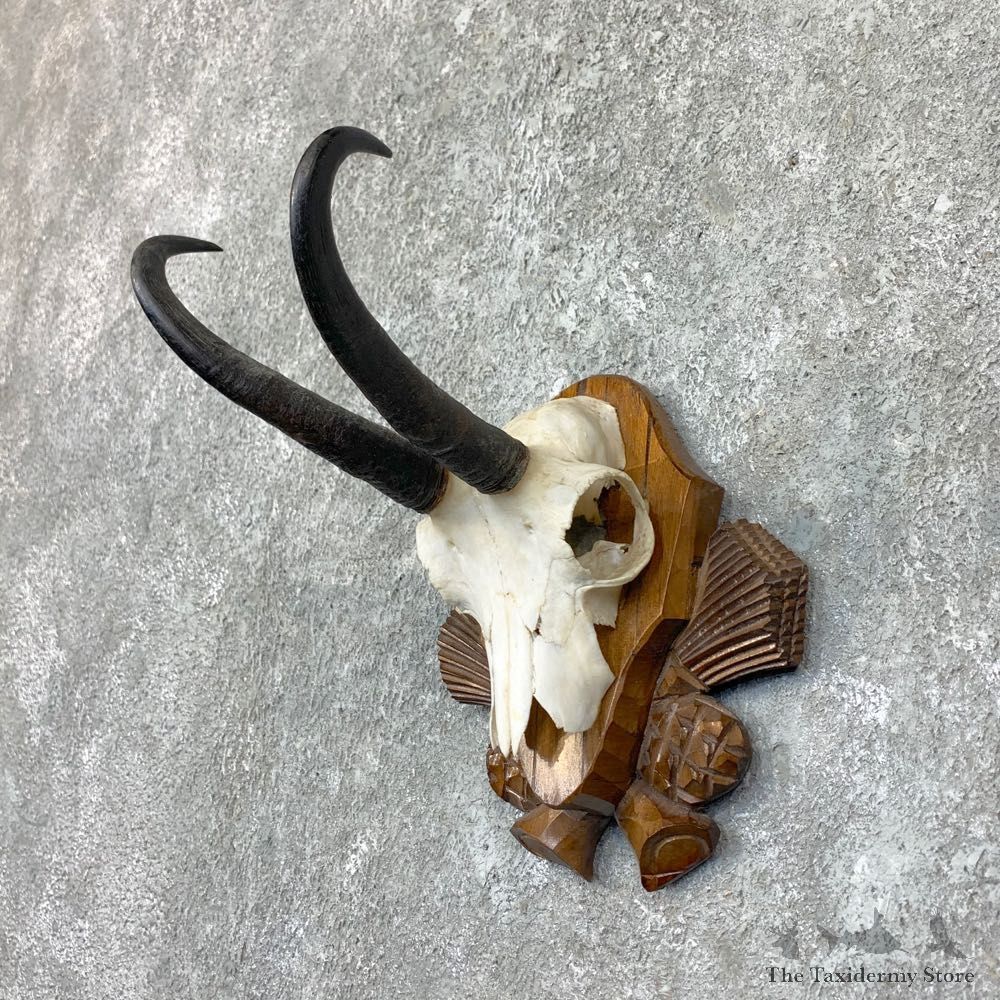 Austrian Chamois Skull Plaque For Sale #22723 @ The Taxidermy Store