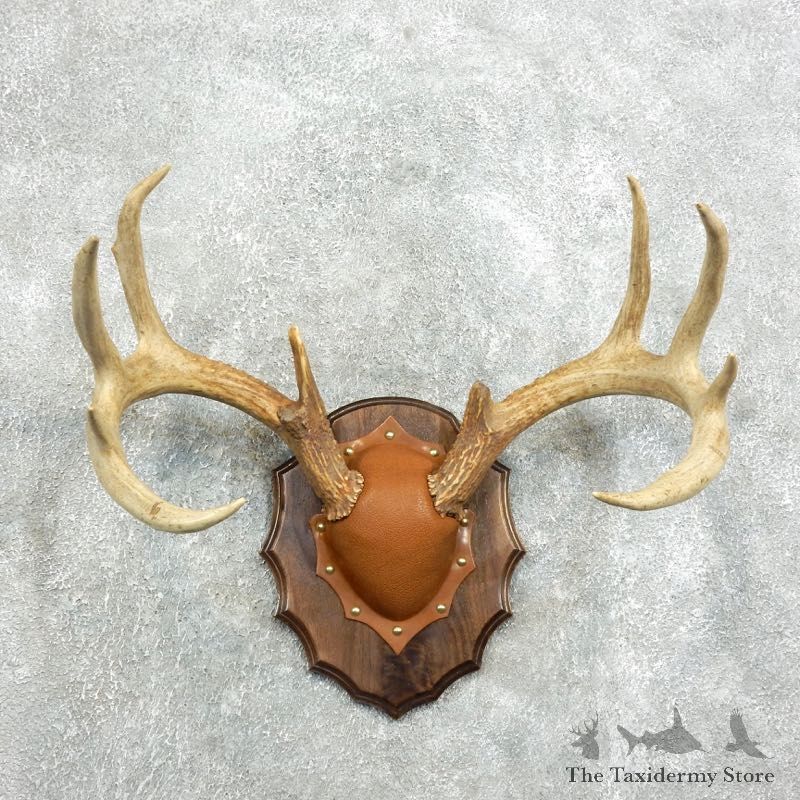 Whitetail Deer Antler Plaque Mount For Sale #18341 @ The Taxidermy Store