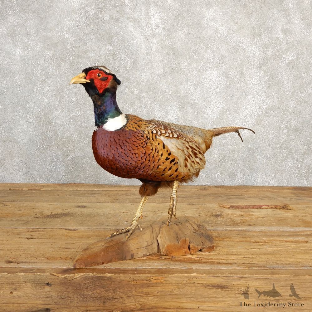 Ringneck Pheasant Bird Mount For Sale #20624 @ The Taxidermy Store
