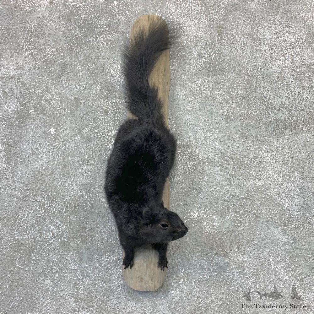Black Squirrel Life-Size Mount For Sale #23027 @ The Taxidermy Store