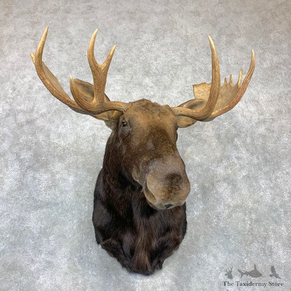 Eastern Canada Moose Shoulder Taxidermy Mount For Sale #23128 @ The Taxidermy Store