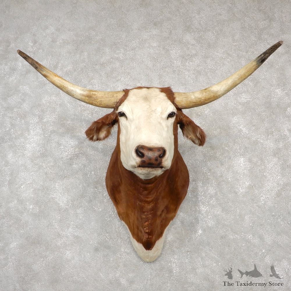 Texas Longhorn Shoulder Mount For Sale #18779 @ The Taxidermy Store